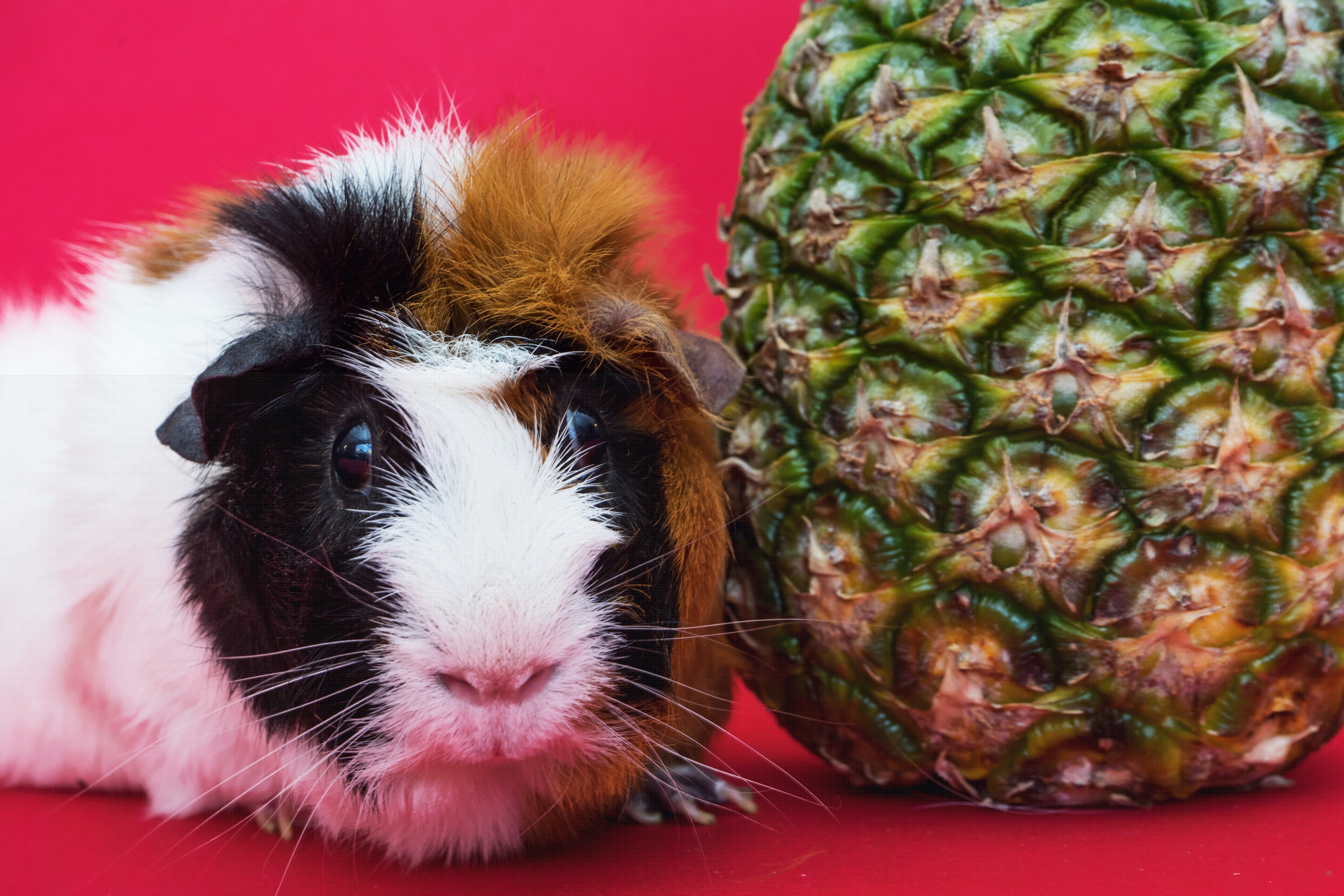 close up of guinea pig next to pineapple