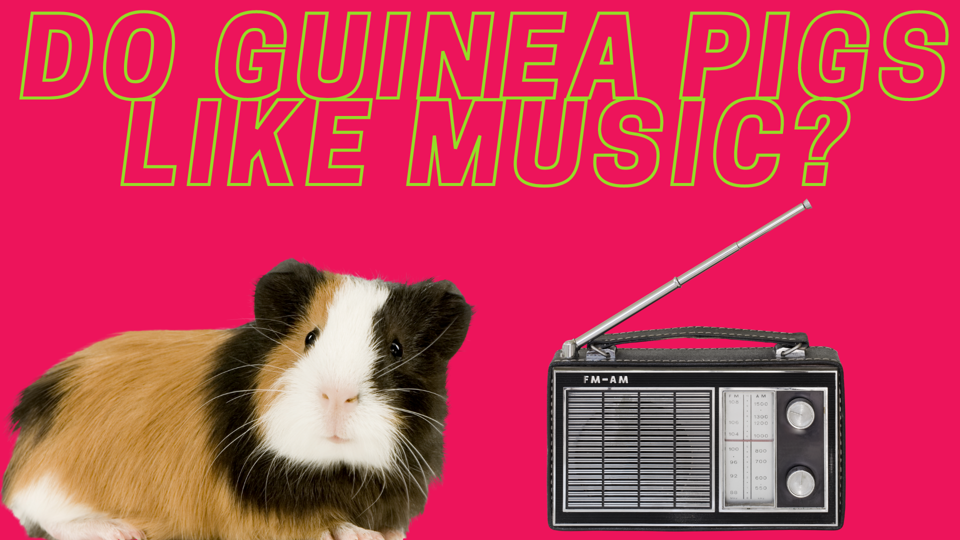 Do Guinea Pigs Like Music?