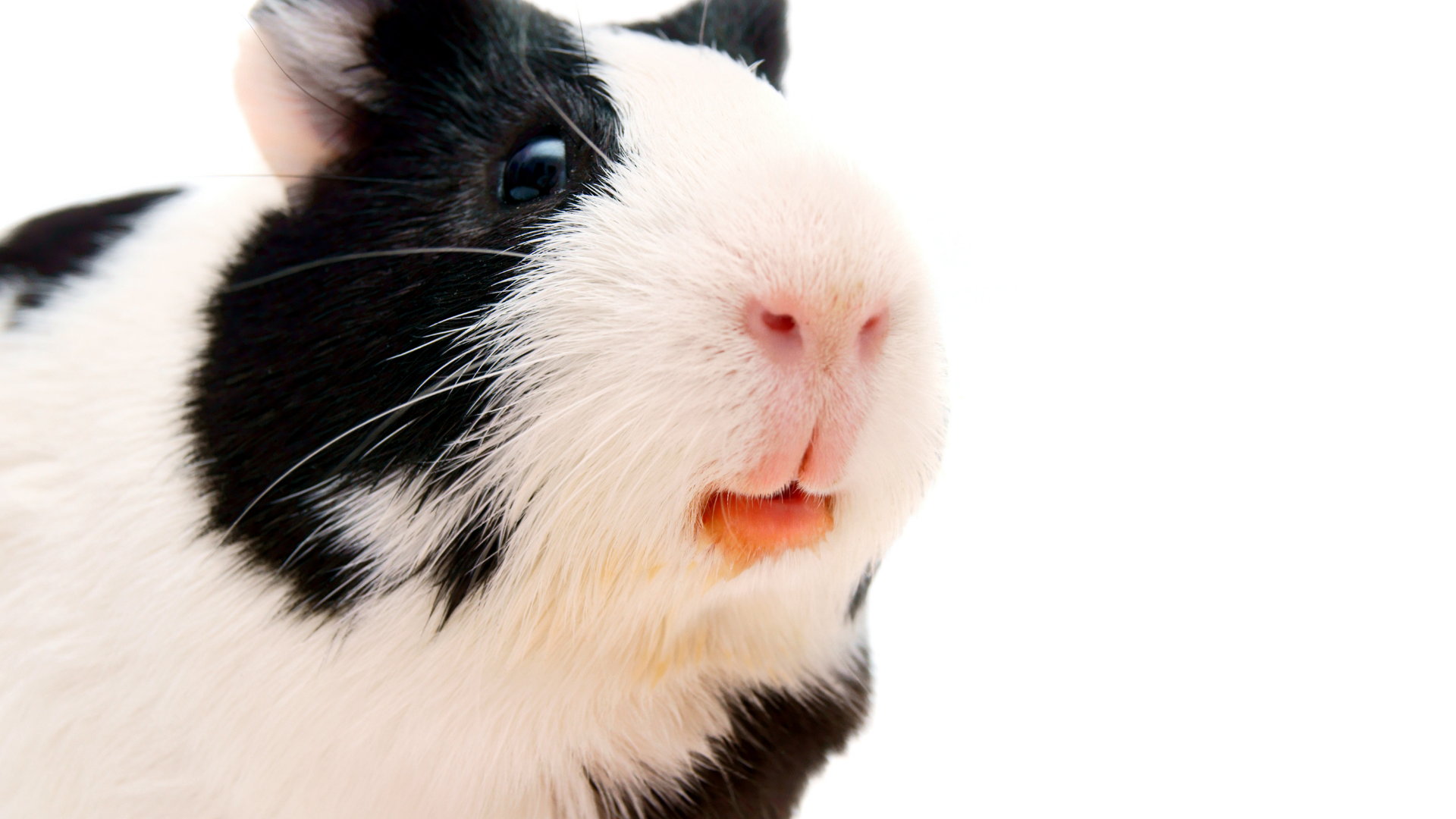black and white guinea pig on white background